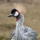 African Crowned Crane