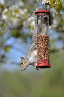 GREY SQUIRREL