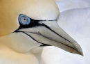 Gannet. Bempton Cliffs.