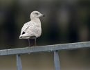 KUMLIEN'S GULL