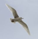 Kumlien's Gull