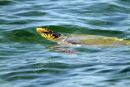 LOGGERHEAD TURTLE