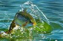 LEAPING RAINBOW TROUT