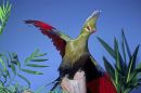 Livingstone's Turaco