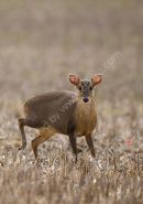 MUNTJAC DEER P