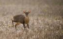 MUNTJAC DEER
