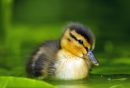 Mallard chick