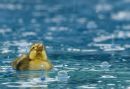 Chick's first rain drops