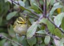 Pallas's Leaf Warbler.