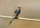 RED RUMPED SWALLOW. 