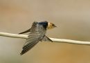 RED RUMPED SWALLOW