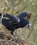 Raucous Rookery