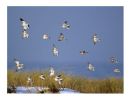 SNOW BUNTINGS