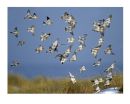 Snow and snow buntings