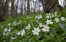 WOOD ANENOMES