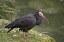 Waldrapp
