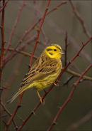 YELLOWHAMMER IN HAWTHORN
