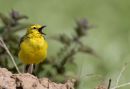 Yellow Wagtail