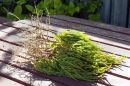 Sea Samphire