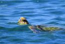 LOGGERHEAD TURTLE