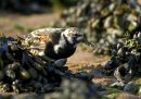 Turnstone with crab
