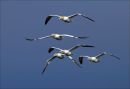 Gannets
