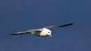 21st June. Fulmar Petrel. Bempton Cliffs.