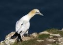 GANNET. Bempton Cliffs, 21st June