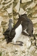 Guillimot