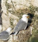 One hot day, one hot chick. Kittiwake.