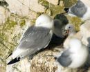 One Hot (Kittiwake) Chick !