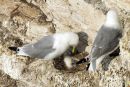 Feeding time for the Kittiwake chick.