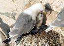 KITTIWAKE