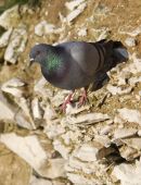21st June. Rock Dove