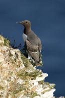21ST June. Guillemot. Bempton Cliffs