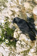 Jackdaw- Bempton Cliffs.