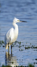 7th July. LITTLE EGRET