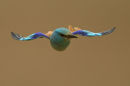 ROLLER