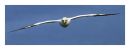 GANNET