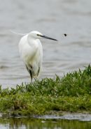 3rd July. EGRET & BEE