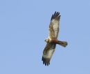 Marsh Harrier