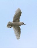 Kumlien's Gull