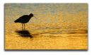 Curlew Sunset