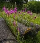 Rose Bay Willow Herb
