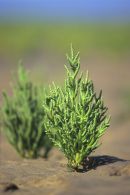 Sea Samphire