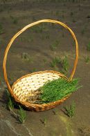 Sea Samphire