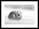 SNOWY OWL