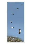 LAPWING SPIRAL DISPLAY