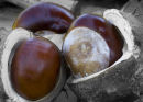 Conkers