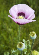Field Poppy